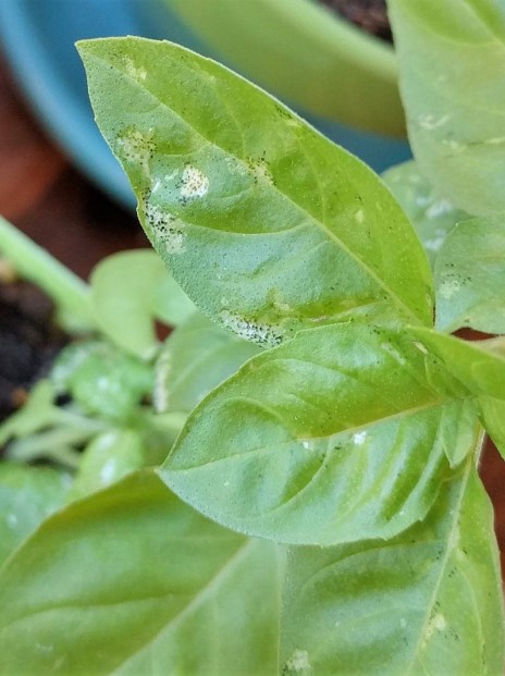 white spots on basil leaves