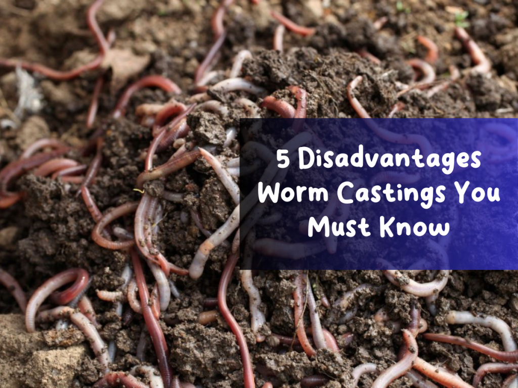 5 Disadvantages Worm Castings You Must Know