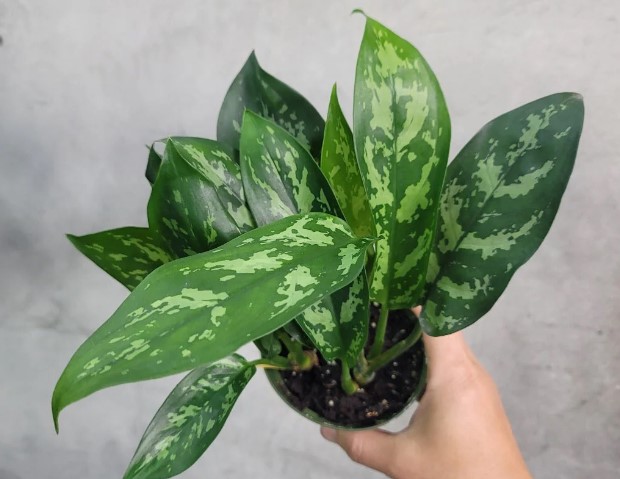Aglaonema Maria Care Guide Growing and Caring