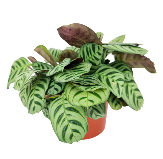 Calathea Burle Marx Full Guide Growing And Care