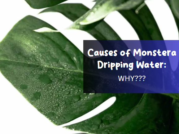 Causes of Monstera Dripping Water