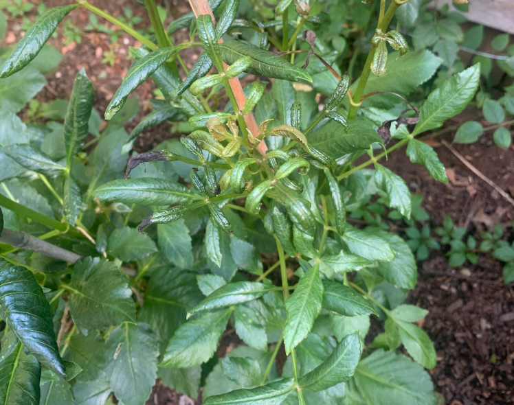 Dahlia Leaf Curl Causes Symptoms and Effective Management