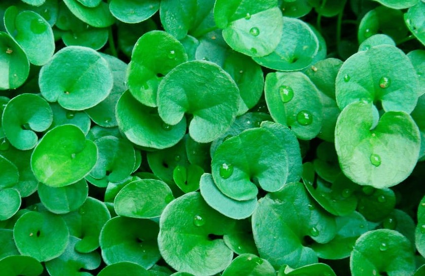 Dichondra Lawn Pros And Cons