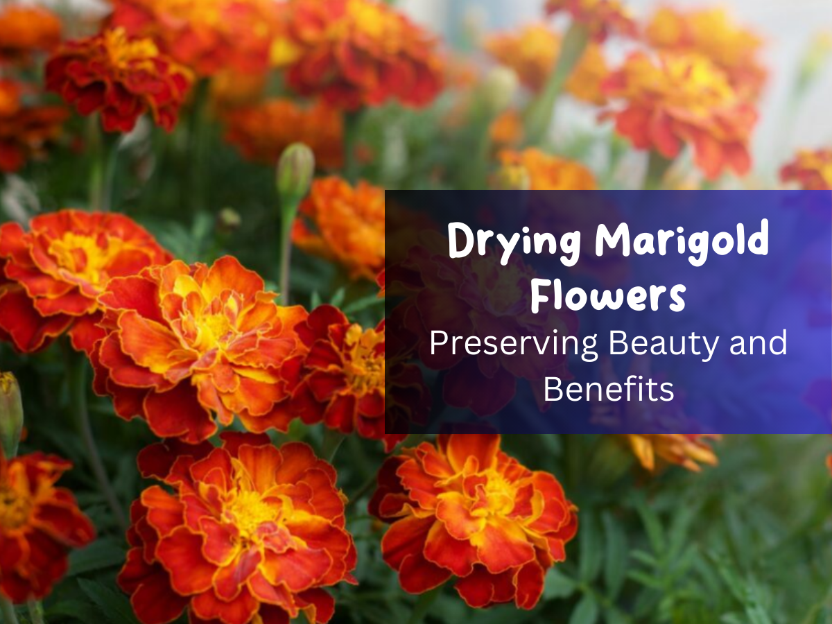 Drying Marigold Flowers