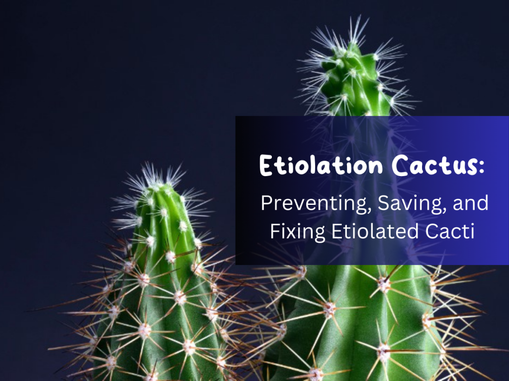 Etiolation Cactus
