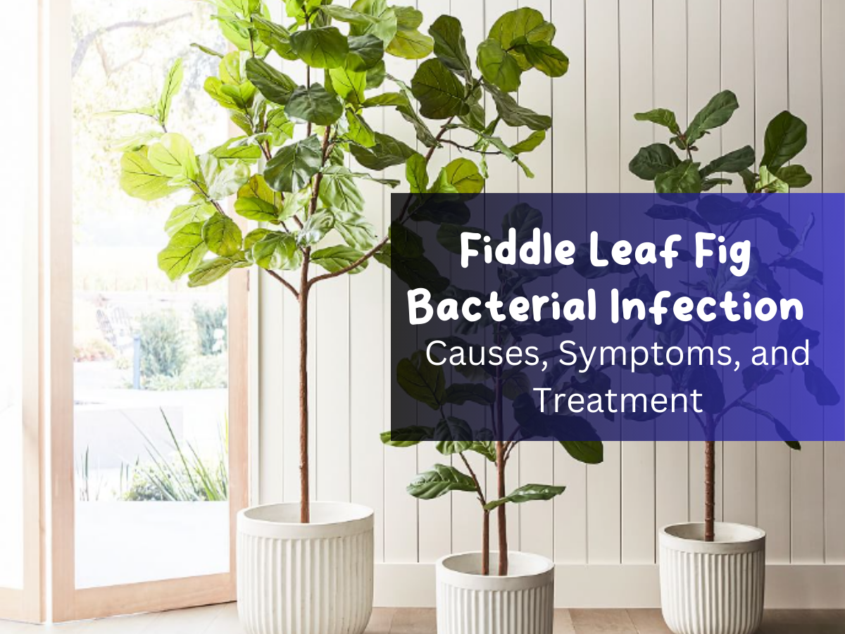 Fiddle Leaf Fig Bacterial Infection