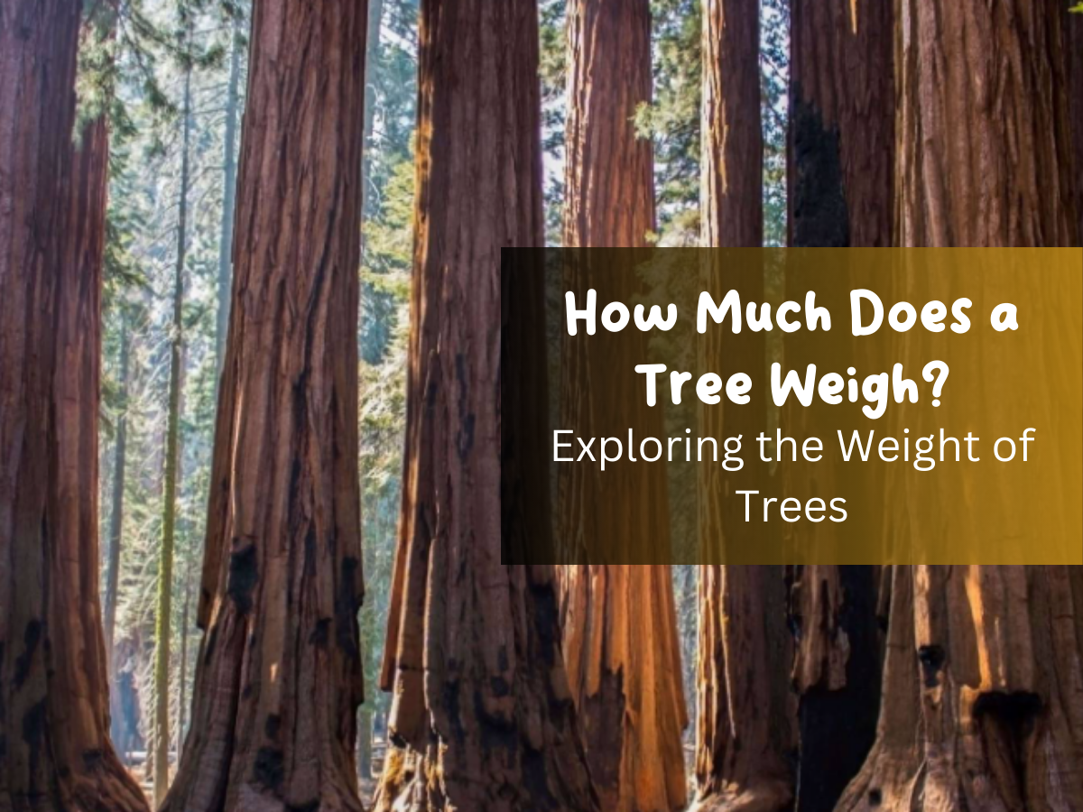 How Much Does a Tree Weigh