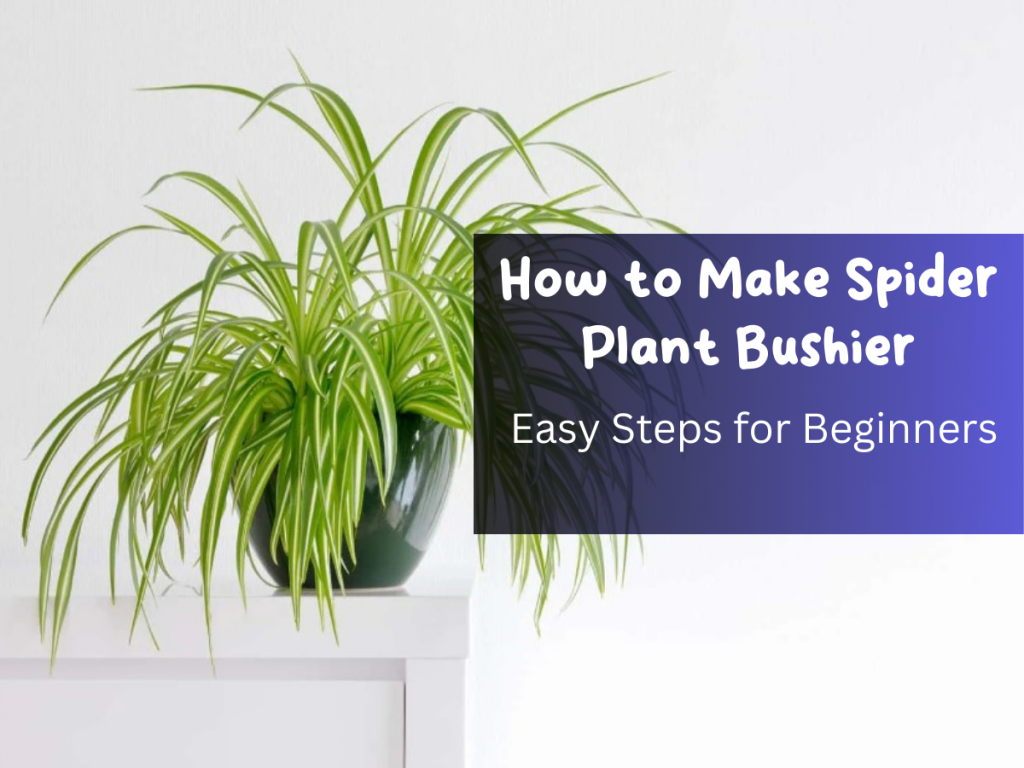 How to Make Spider Plant Bushier