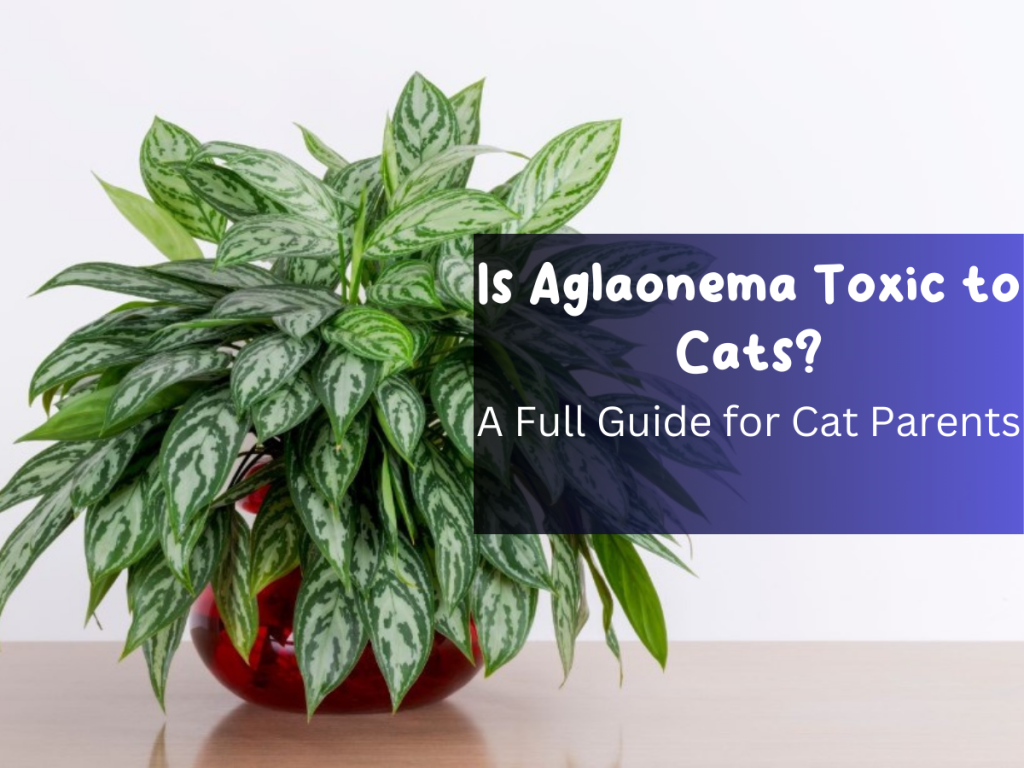 Is Aglaonema Toxic to Cats