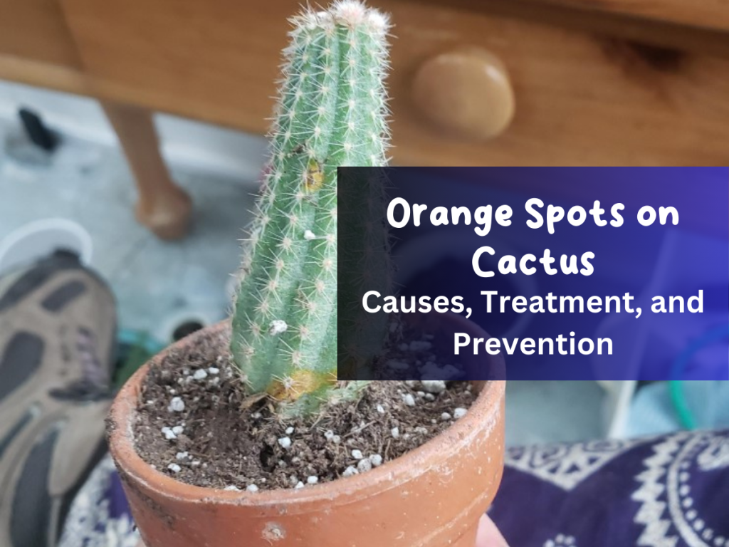 Orange Spots on Cactus