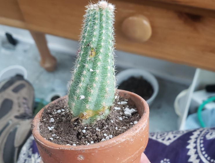 Orange Spots on Cactus fix