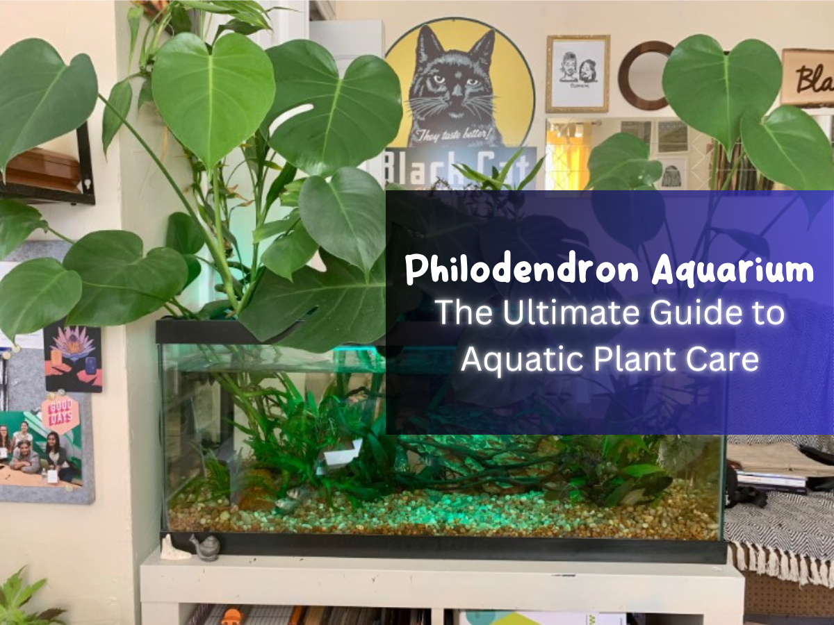 Philodendron Aquarium