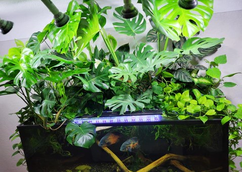 Philodendron aquarium