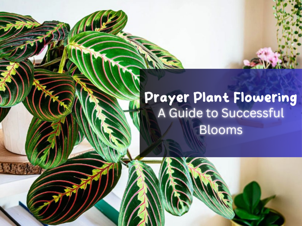 Prayer Plant Flowering