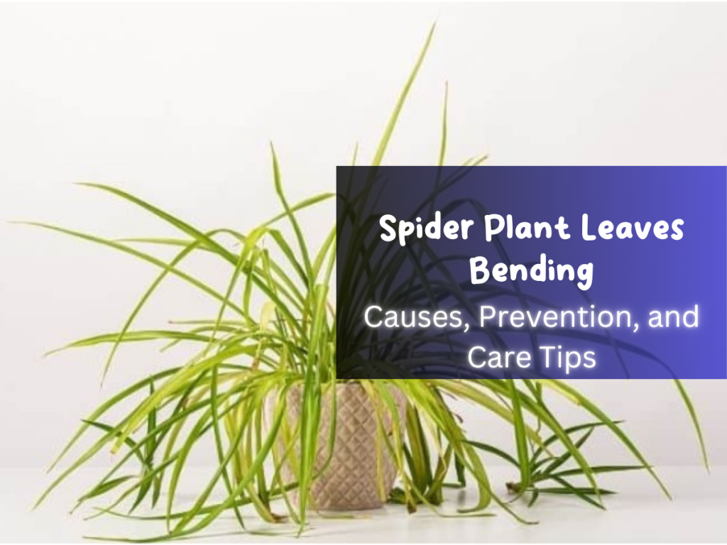 Spider Plant Leaves Bending