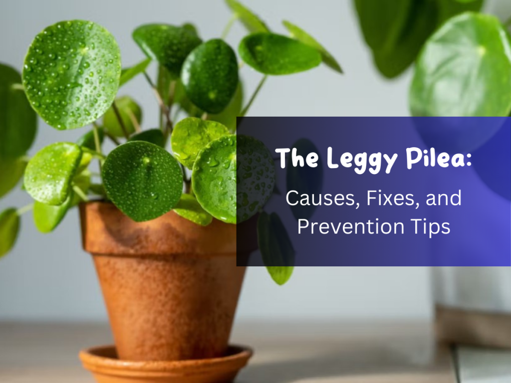 The Leggy Pilea Causes, Fixes, and Prevention Tips