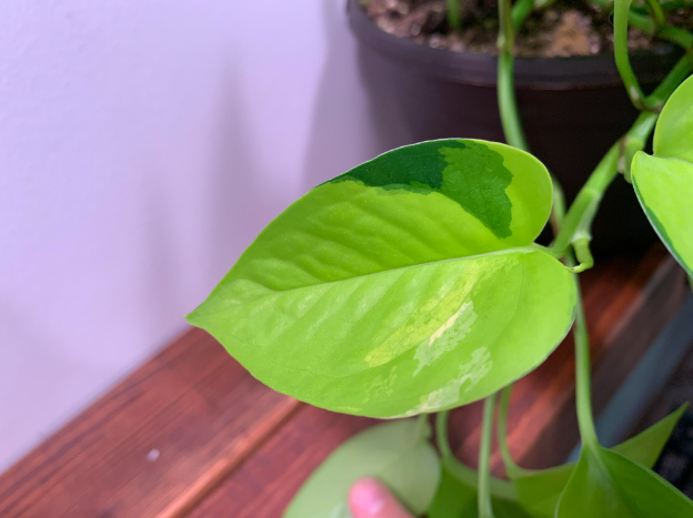 Variegated Neon Pothos A Guide to Growing and Caring