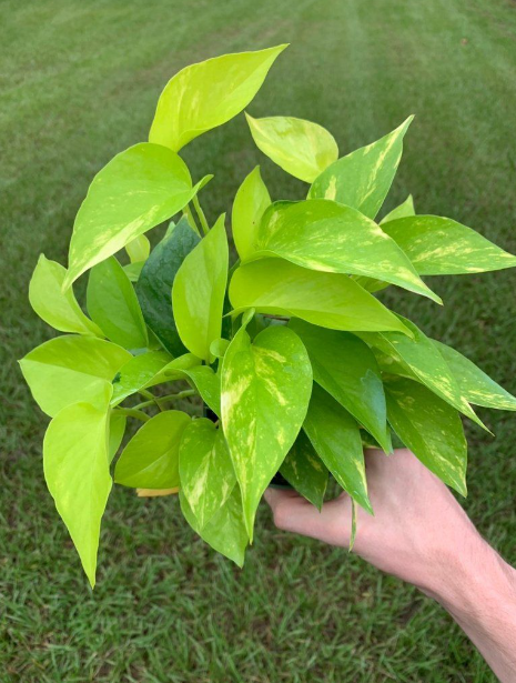 Variegated Neon Pothos Vibrant Foliage for Your Space 1