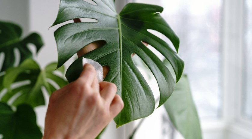 how to clean monstera leaves